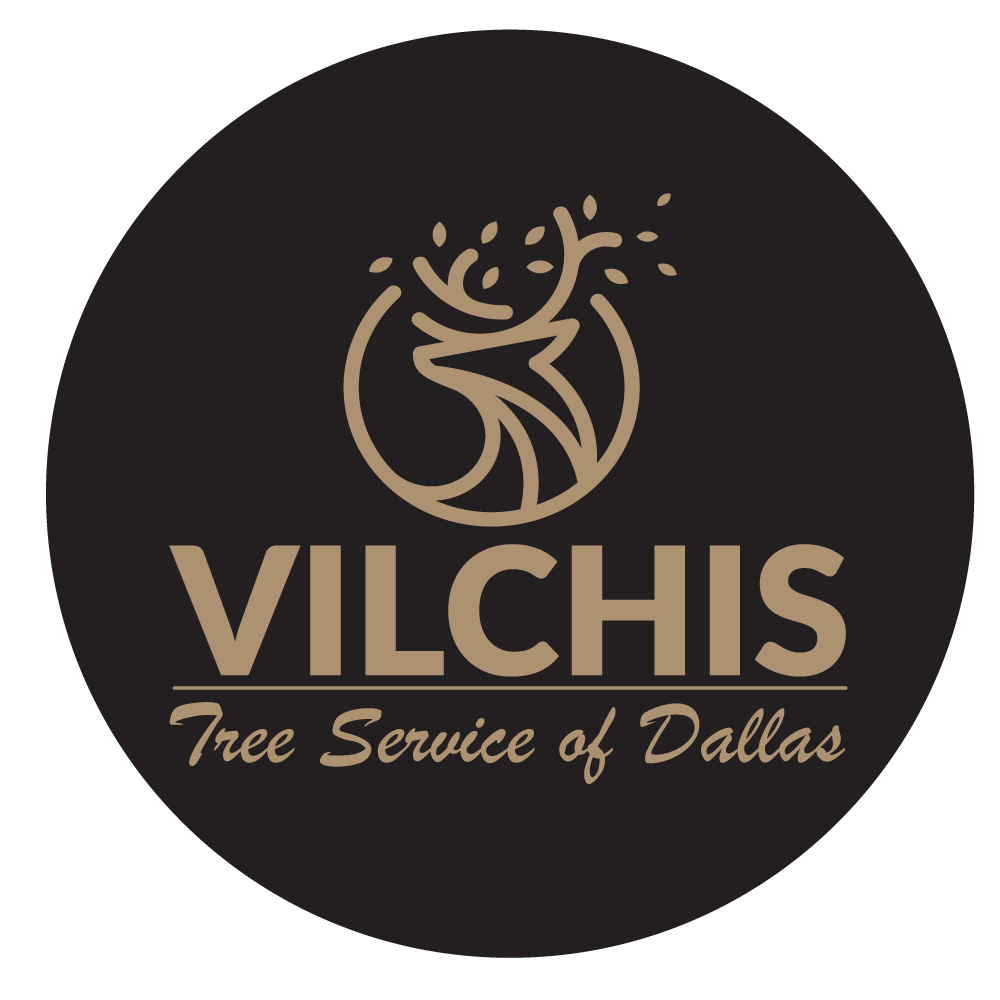 Vilchis Tree Service of Dallas