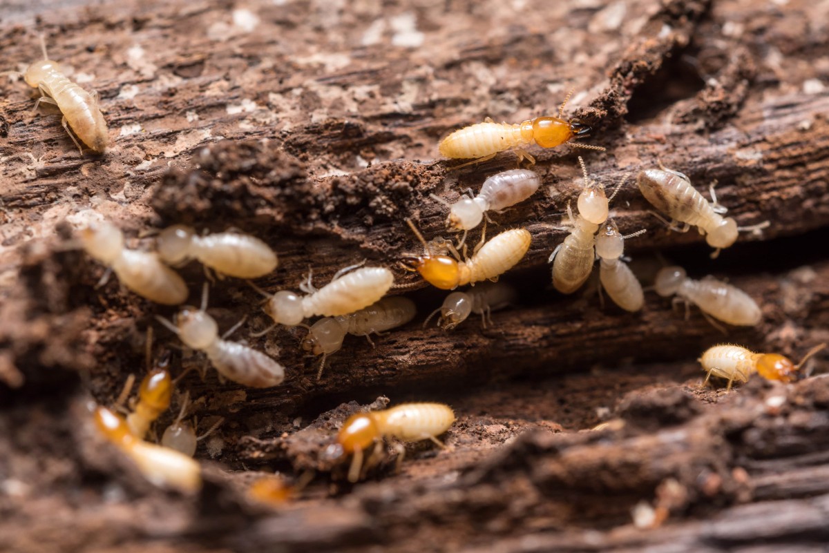 Termites-min.jpg