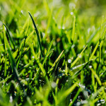 green grass weeds lawn.jpg