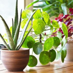 protectindoorplants.jpg
