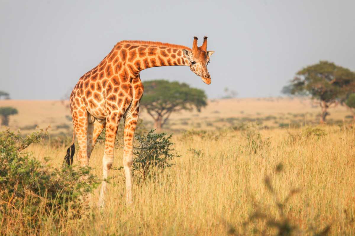 Madikwe Safari Lodge Shares Guide to Planning a Family Safari