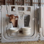 calf hutch