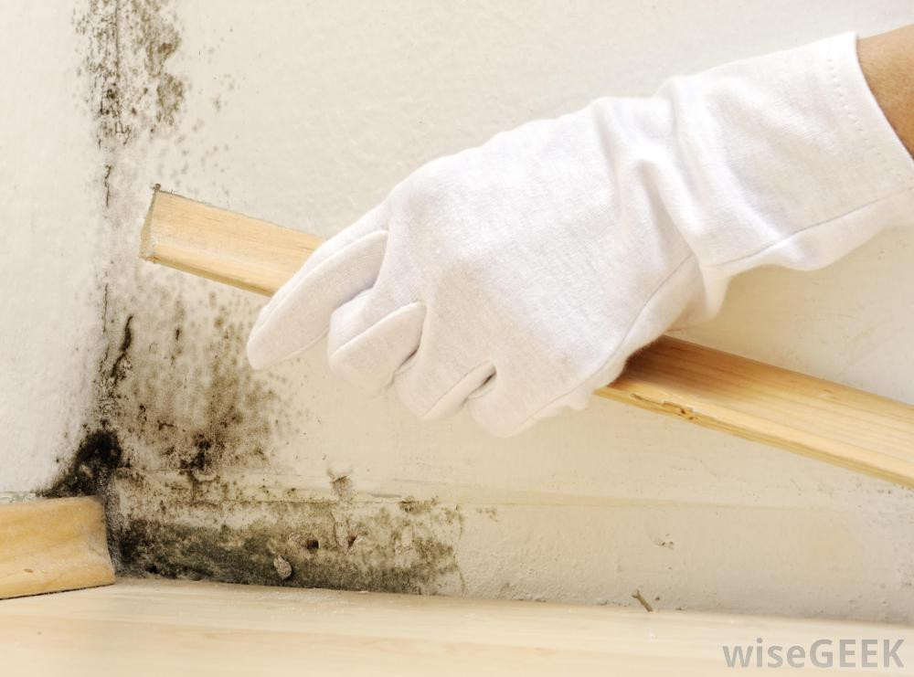 The Critical Difference Between Efflorescence and Mold