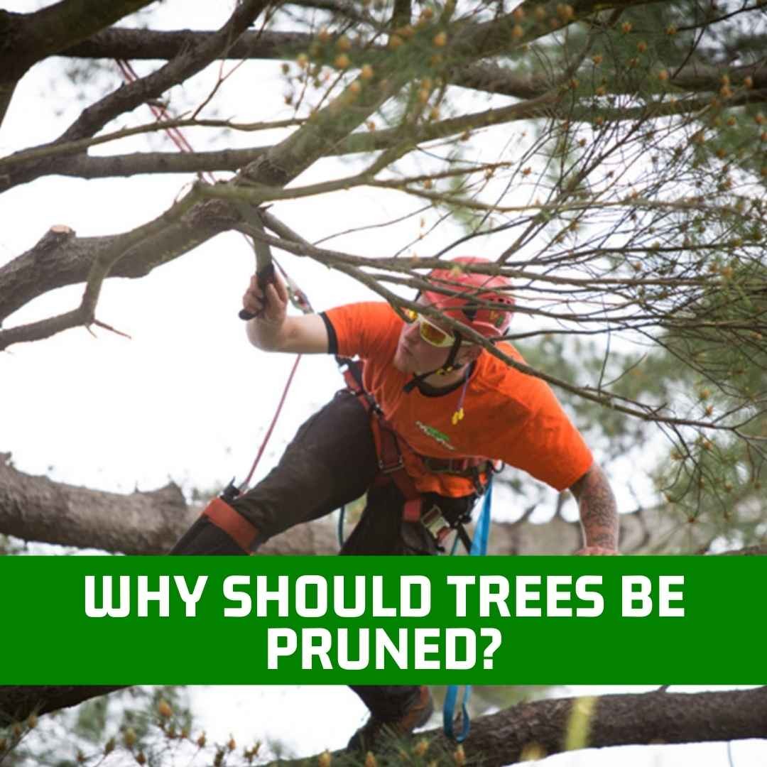 Mayer Tree Service Lincoln Media Room Articles