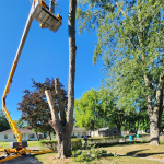 tree-company-services.png