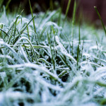 winter frost on grass lawn.jpg