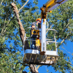 professional-tree-removal-company.png