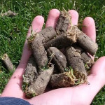 Why Do Many Homeowners in Cumming, GA Struggle with Lawn Aeration — And What’s the Solution.jpg