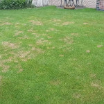 advanced-custom-lawn-care-treatments-and-lawn-disease-control-services-in-indianapolis-in-ezgif.com-webp-to-jpg-converter.jpg