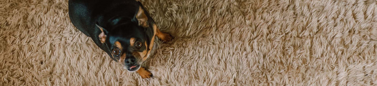 How to Remove Pet Urine Stains.jpg