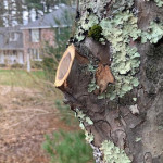 Proper pruning cuts do not cut into the branch or leave a stub..jpg