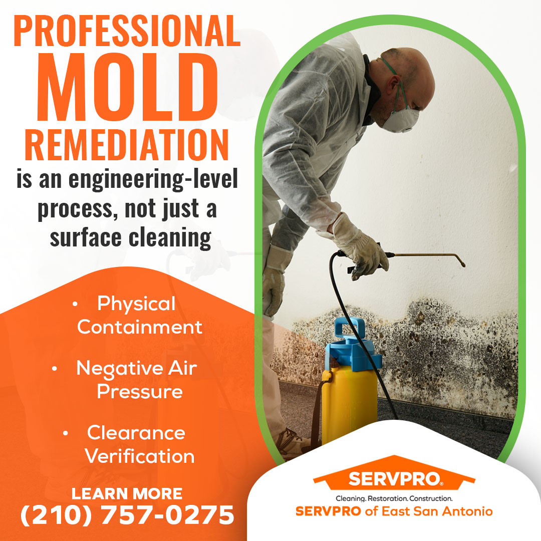 Professional mold remediation