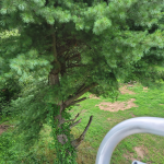 Tree-Boom.png