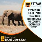 Vetpaw PR Image 1.png