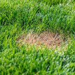 brown patch dead grass lawn.jpg