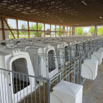 Seasonal Considerations for Outdoor Calf Housing