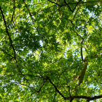 Remove Tree Limbs From Above Your Home.jpg