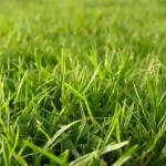How to Prepare Your Indianapolis Lawn for Spring - Custom Care Tips.jpg
