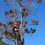 cleveland tree removal.jpeg