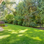 Pre-Spring Lawn Care - Safari Lawn Care.jpg