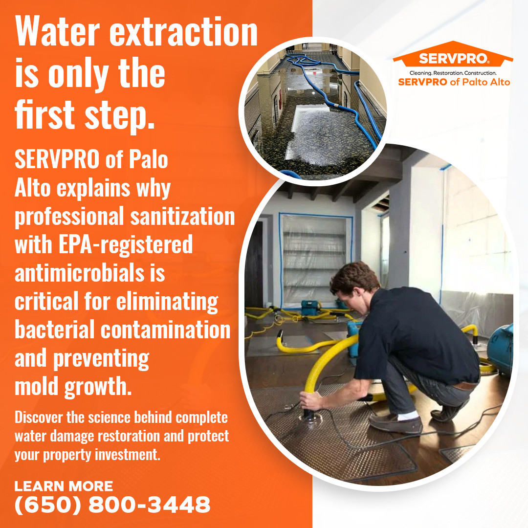 Professional Water Damage Cleanup in Action