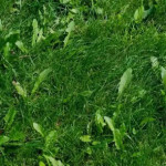 Top 10 Weeds Found in Cumming, GA, and Their Impact on Your Lawn.jpg