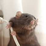 ezgif.com-webp-to-jpg-converter (6).jpg