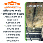 Effective Mold Remediation Steps.png