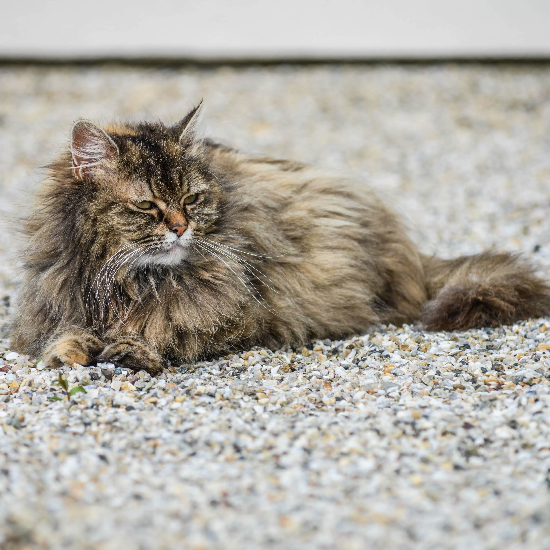 Hudson Animal Hospital: Upper West Side, New York’s Reliable Veterinarian