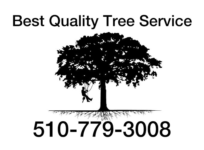 Best Quality Tree Service Now Providing Expert Tree Care in Richmond