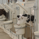 calf rearing calf housing.png