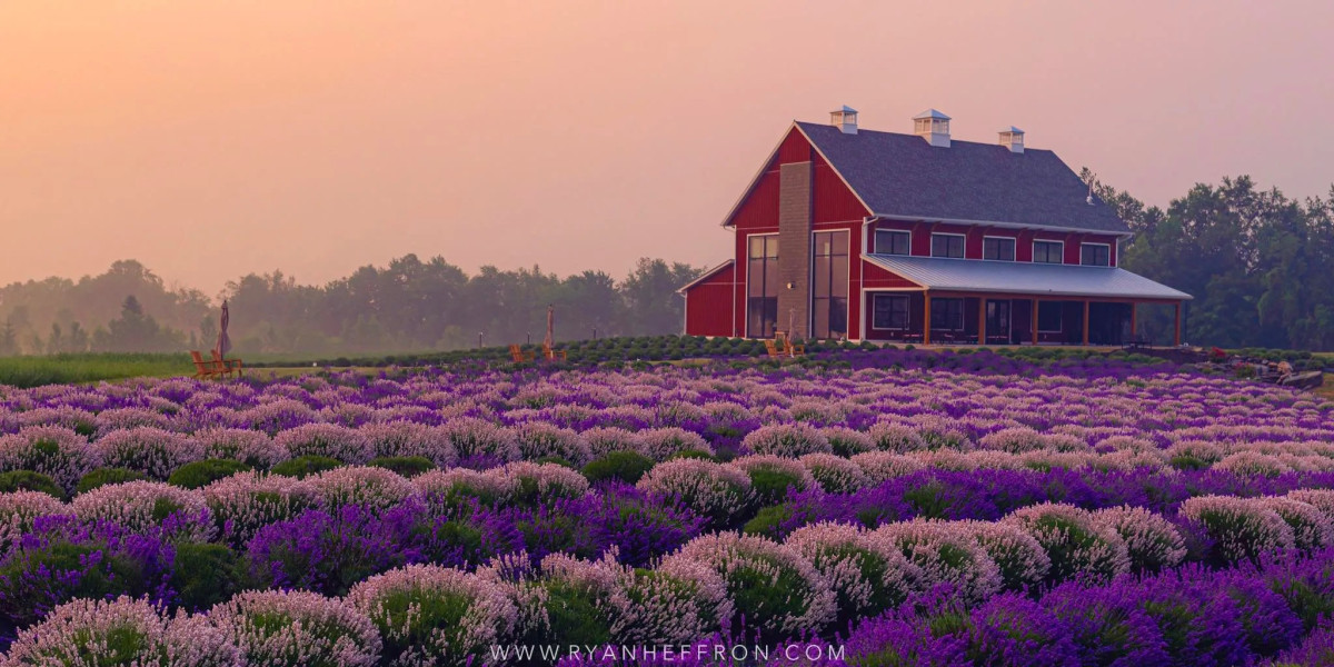 Experience the Soothing Power of Lavender Stuffed Plushies