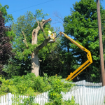 professional-tree-services-today.png