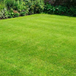 Top 3 Reasons to Prioritize Preventative Grub Control for Your Carrollton, TX Landscape – Lawn Care and Lawn Service.jpg