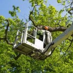 Kailua-Tree-Trimming-Pruning-Services.jpg