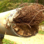 treeroots.jpg