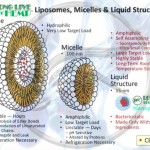 liposome-vs-micelle-vs-liquid-structures.jpg