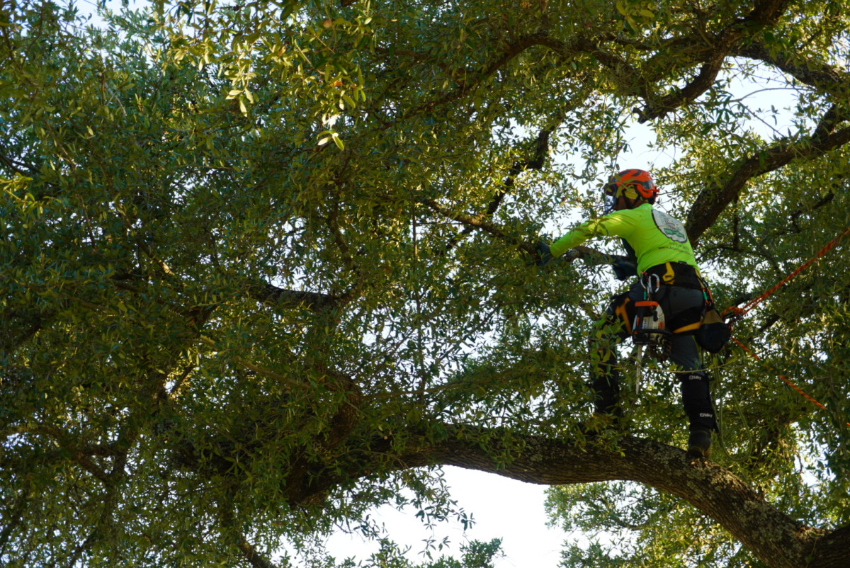 Professional Tree Care That Protects Your Property in Austin, TX