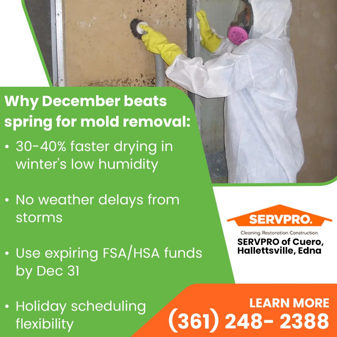spring mold removal