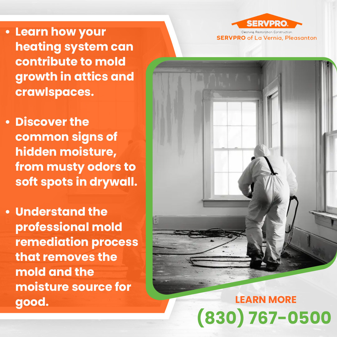 Professional Mold Remediation