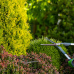 tree-shrub-care.jpg