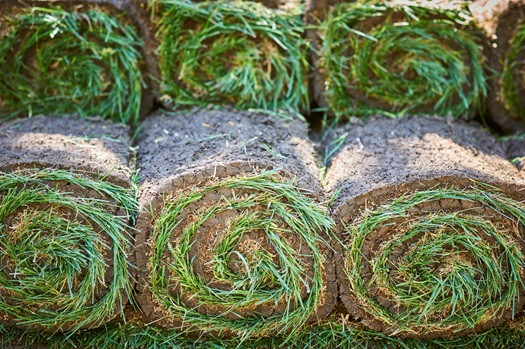 Homeowners Choose Daily Landscaping for Premium Sod in Butler County (2).jpg