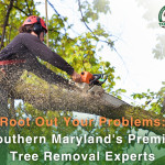 Lawn Care Maintenance (1).jpg