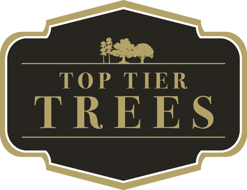 Top Tier Trees