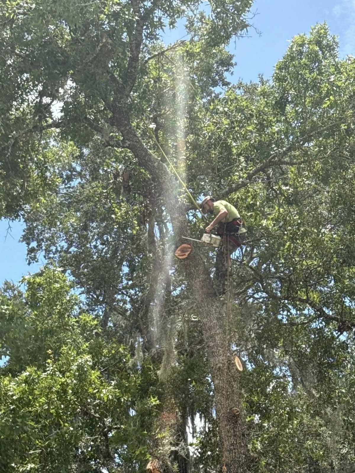 Introducing Our New Pricing Calculator for Tree Services