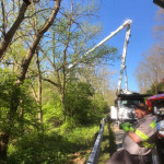 tree removal greensboro nc.jpeg