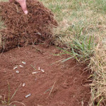 How We Revived a Severely Damaged Carrollton Lawn with Expert Grub Treatment and Year-Round Lawn Care.jpg
