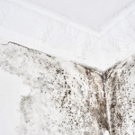 Mold Removal (6).png
