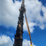 huge-tree-trimming-and-removal.png