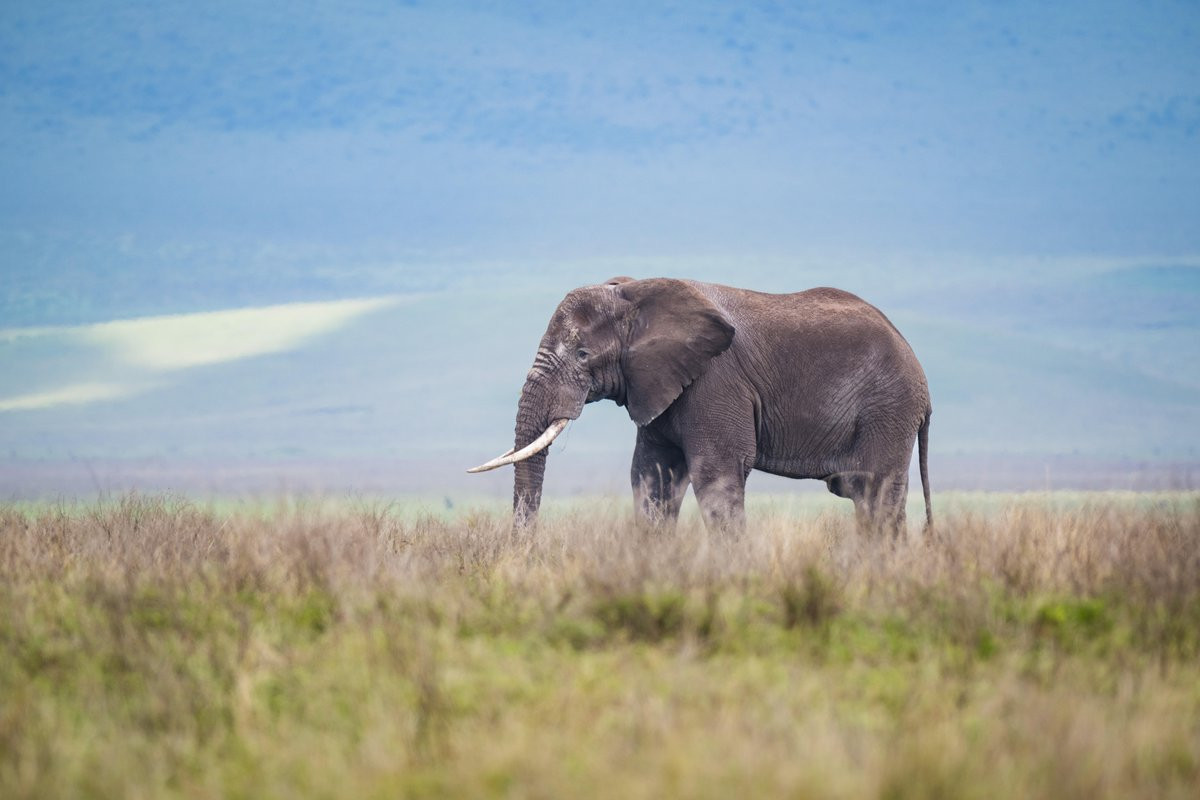 Destination Inspiration Announces Limited-Enrollment 2026 Tanzania Safari